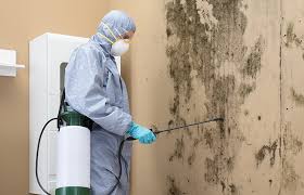 Best Black Mold Removal  in Nazareth, PA